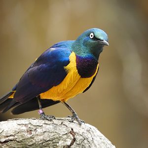 [2017] Royal starling