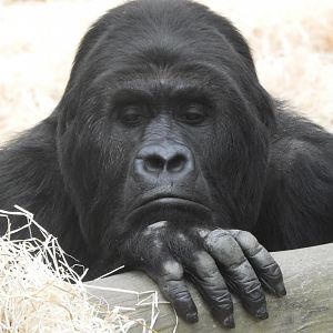 [2017] Eastern gorilla