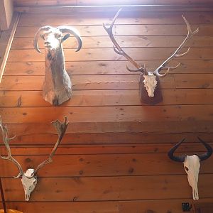 Taxidermy mounts and animal skulls in the restaurant building, 2023-06-24