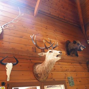 Taxidermy mounts and animal skulls in the restaurant building, 2023-06-24