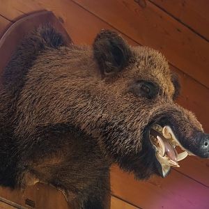 Wild boar taxidermy mount, 2023-06-24