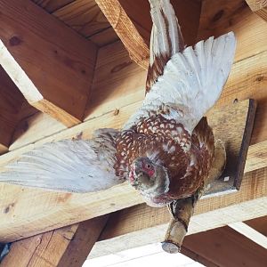 Variantly-colored Ring-necked pheasant taxidermy, 2023-06-24