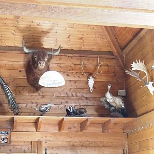 Taxidermy mounts and animal skulls in the restaurant building, 2023-06-24