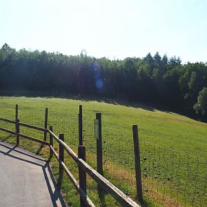 Ankole-Watusi cattle paddock, 2023-06-24