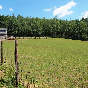 Ankole-Watusi cattle paddock, 2023-06-24