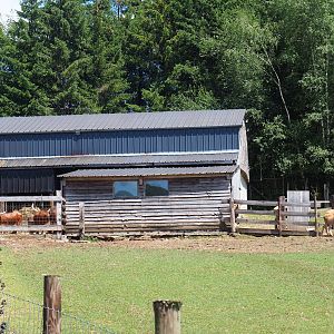Ankole-Watusi cattle barn, 2023-06-24
