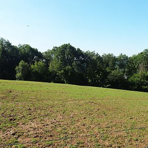 Ankole-Watusi cattle paddock, 2023-06-24