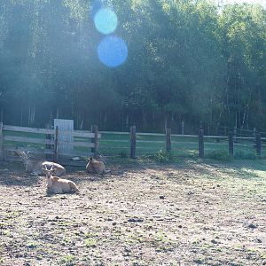 Ankole-Watusi cattle separation paddock, 2023-06-24