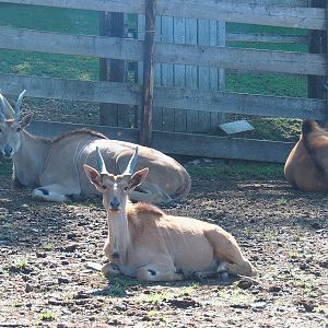 Common elands (Taurotragus oryx), 2023-06-24