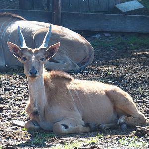 Common eland (Taurotragus oryx), 2023-06-24
