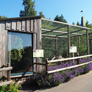 Rock hyrax, Green turaco and Red-crested turaco exhibit, 2023-06-24