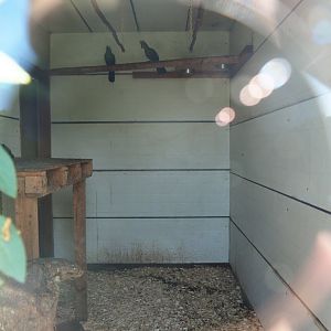 Rock hyrax, Green turaco and Red-crested turaco indoor housing, 2023-06-24