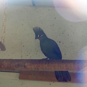 Green turaco (Tauraco persa persa), 2023-06-24