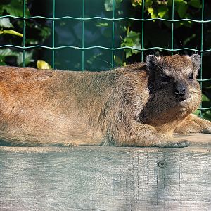 Rock hyrax (Procavia capensis), 2023-06-24