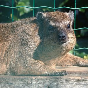 Rock hyrax (Procavia capensis), 2023-06-24