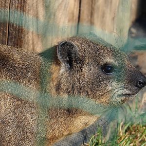 Rock hyrax (Procavia capensis), 2023-06-24