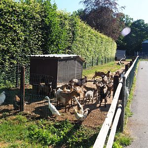 Rather crowded Domestic goat, Domestic chicken and Indian runner duck paddock, 2023-06-24