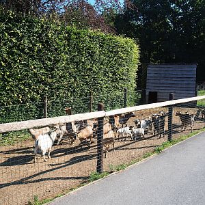 Rather crowded Domestic goat, Domestic chicken and Indian runner duck paddock, 2023-06-24