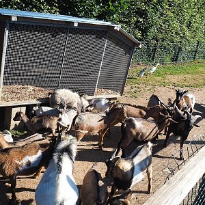 Domestic chicken and Indian runner duck coop (and a lot of domestic goats), 2023-06-24