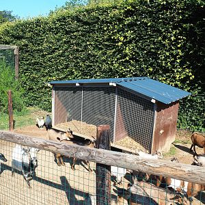 Domestic chicken and Indian runner duck coop (and a lot of domestic goats), 2023-06-24