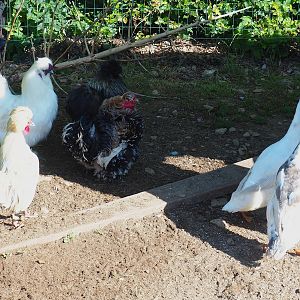 Domestic chickens (Gallus domesticus) and Indian runner ducks (Anas platyrhynchos domesticus), 2023-06-24