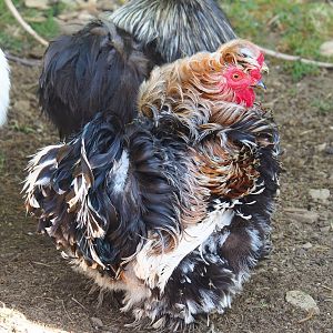Frizzle-feathered domestic chicken (Gallus domesticus), 2023-06-24