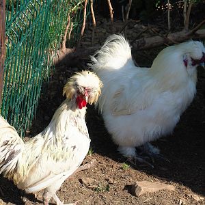 Domestic chickens (Gallus domesticus) - Crested and Silky roosters, 2023-06-24