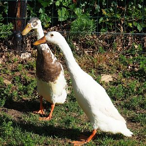 Indian runner ducks (Anas platyrhynchos domesticus), 2023-06-24