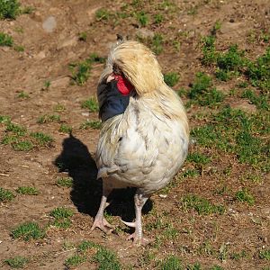 Crested rooster (Gallus domesticus), 2023-06-24