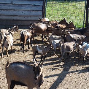 Domestic pygmy goats (Capra hircus), 2023-06-24
