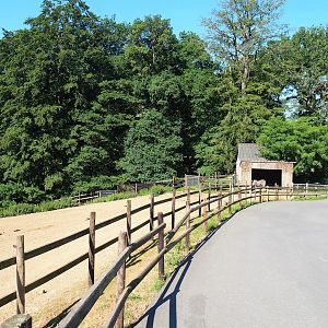 Chapman's zebra paddock, 2023-06-24