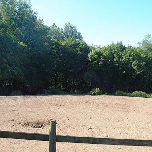 Chapman's zebra paddock, 2023-06-24