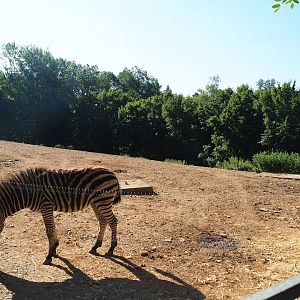 Chapman's zebra paddock, 2023-06-24