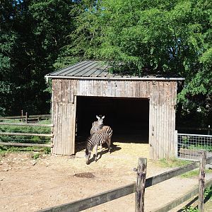 Chapman's zebra barn, 2023-06-24