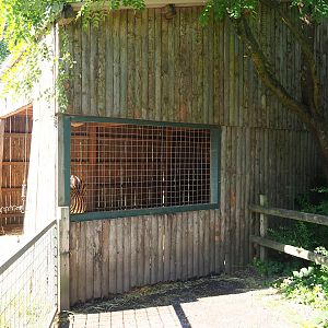 Chapman's zebra barn, 2023-06-24