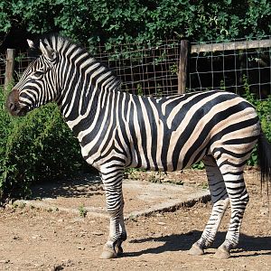 Chapman's zebra (Equus quagga chapmani), 2023-06-24