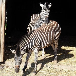 Chapman's zebras (Equus quagga chapmani), 2023-06-24