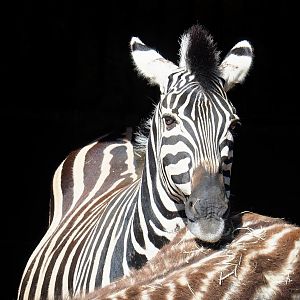 Chapman's zebra (Equus quagga chapmani), 2023-06-24