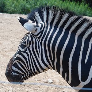 Chapman's zebra (Equus quagga chapmani), 2023-06-24