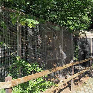 Cotton-top tamarin exhibit, 2023-06-24