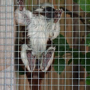 Cotton-top tamarin (Saguinus oedipus), 2023-06-24