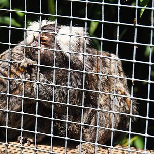 White tufted-ear marmoset (Callithrix jacchus), 2023-06-24