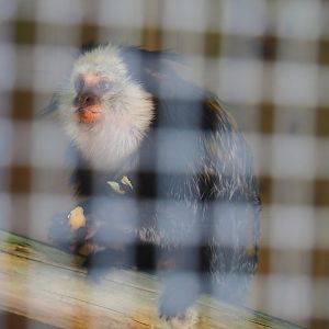 Geoffroy's tufted-ear marmoset (Callithrix geoffroyi), 2023-06-24