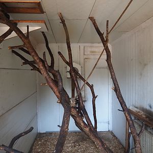 Rusty-spotted genet indoor exhibit, 2023-06-24