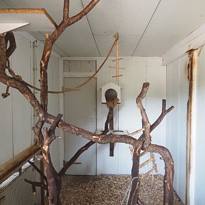 White tufted-ear marmoset indoor exhibit, 2023-06-24