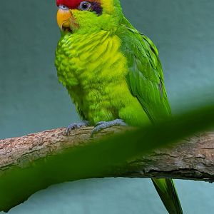 Iris lorikeet (Saudareos iris)