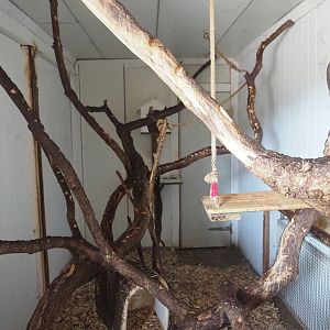 Geoffroy's marmoset indoor exhibit, 2023-06-24