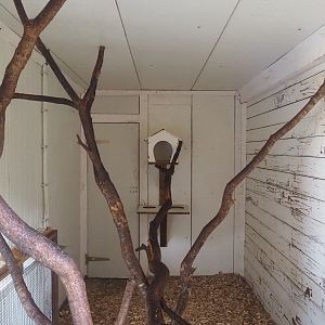 Cotton-top tamarin indoor exhibit, 2023-06-24