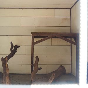 Jaguar indoor exhibit, 2023-06-24