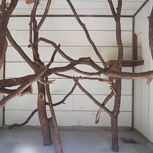 First Siamang indoor exhibit, 2023-06-24